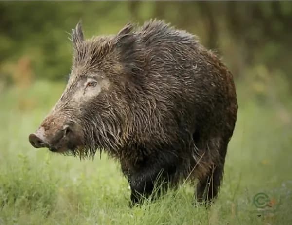 Finca cinegética de 300 ha en alquiler en Toledo