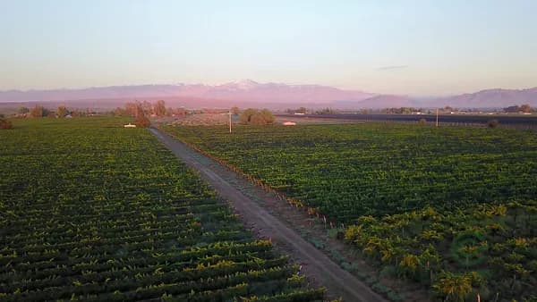 Agricultural property of 51 ha for sale in Mendoza