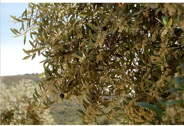 Finca rústica de 340 ha en venta en Lérida