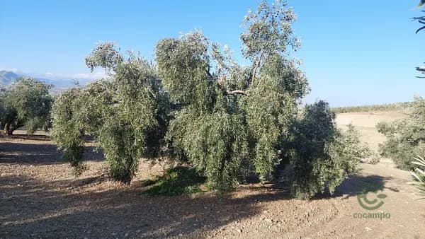 Finca agrícola de 0,75 ha en venta en Quesada, Jaen