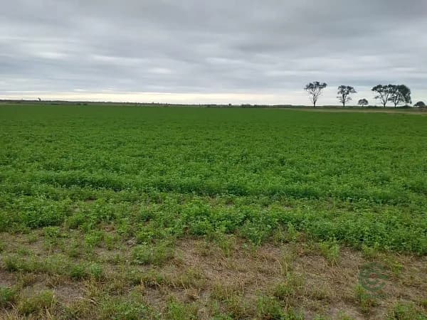 Finca agrícola de 40 ha en venta en Córdoba