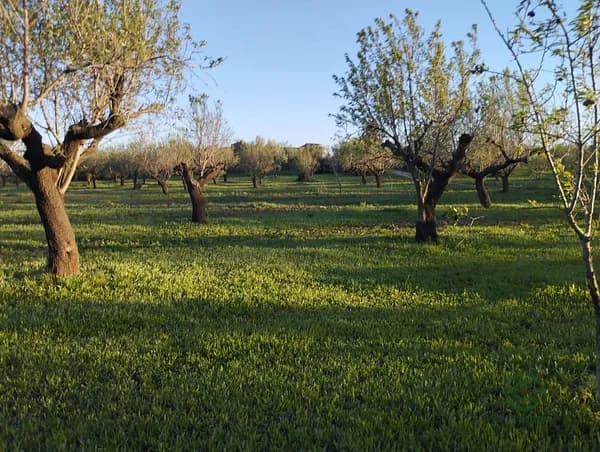 Finca rústica de 2,0799 ha en venta en Rossell, Castellon