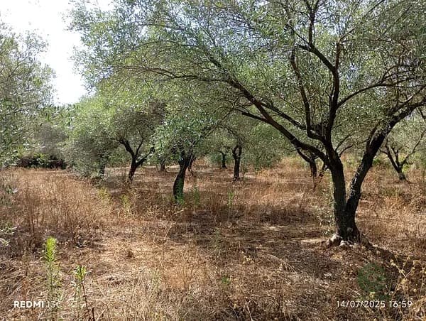 Finca agrícola de 0,2634 ha en venta en Traiguera, Castellon