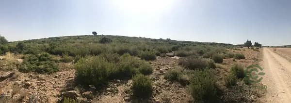 Finca cinegética de 600 ha en alquiler en Albacete