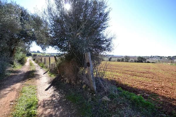 Finca agrícola de 1,93 ha en venta en Islas baleares