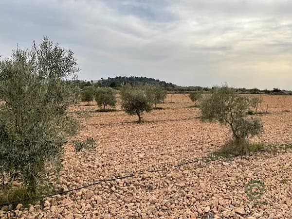 Finca agrícola de 5,6082 ha en venta en Murcia