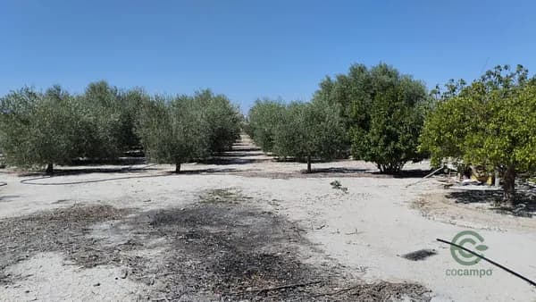 Finca agrícola de 0,1819 ha en venta en Molina de segura, Murcia