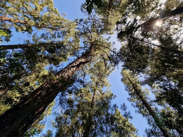 Finca rústica de 2,1 ha en venta en Icod de los vinos, Santa cruz de tenerife