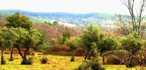 Finca rústica de 700 ha en venta en Cáceres