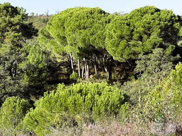 Finca rústica de 7,3806 ha en venta en Berrocal, Huelva