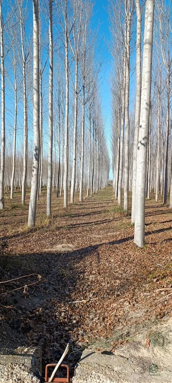 Finca rústica de 80 ha en venta en Zaragoza