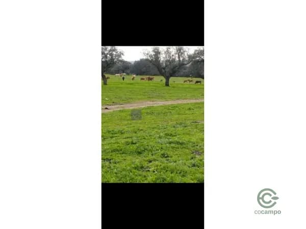 Finca ganadera de 340 ha en venta en Cáceres