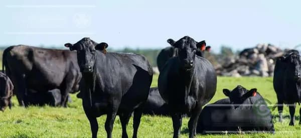 Finca rústica de 70 ha en venta en Buenos aires