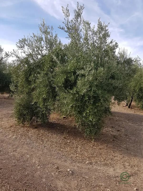 Finca agrícola de 0,4384 ha en venta en Villacarrillo, Jaen