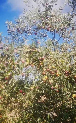 Jesus VILLEGAS mancebo