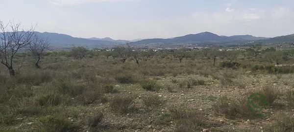 Finca agrícola de 1,1035 ha en venta en Salinas, Alicante