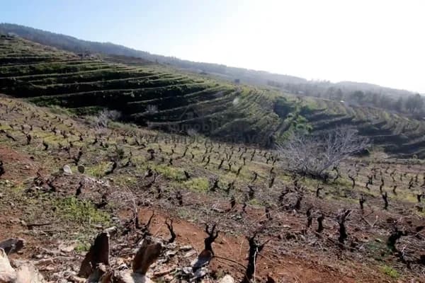Finca agrícola de 0,7506 ha en venta en Puntagorda, Santa cruz de tenerife