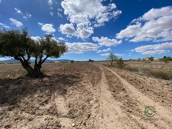 Finca agrícola de 1,2797 ha en venta en Pinoso, Alicante