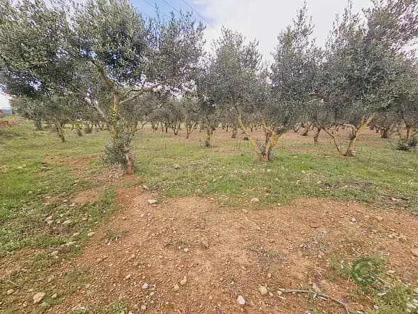 Finca agrícola de 1,35 ha en venta en Santa oliva, Tarragona