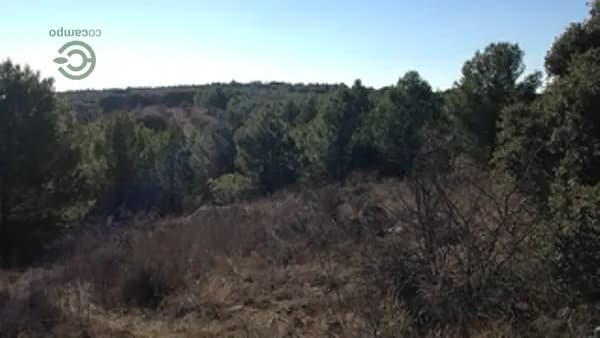 Finca forestal de 22 ha en venta en Guadalajara