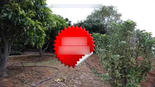 Finca agrícola de 0,23 ha en venta en Puntallana, Santa cruz de tenerife