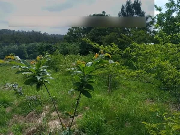 Finca agrícola de 0,25 ha en venta en La coruña