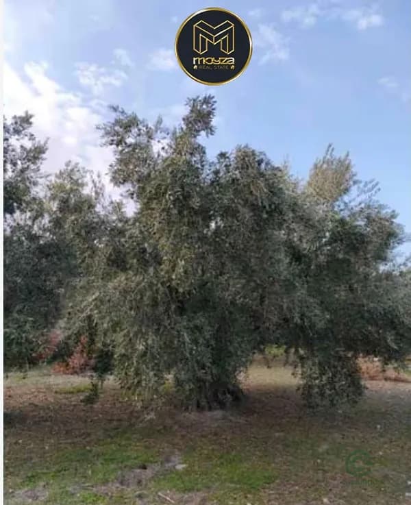 Finca agrícola de 1,3 ha en venta en Jaén