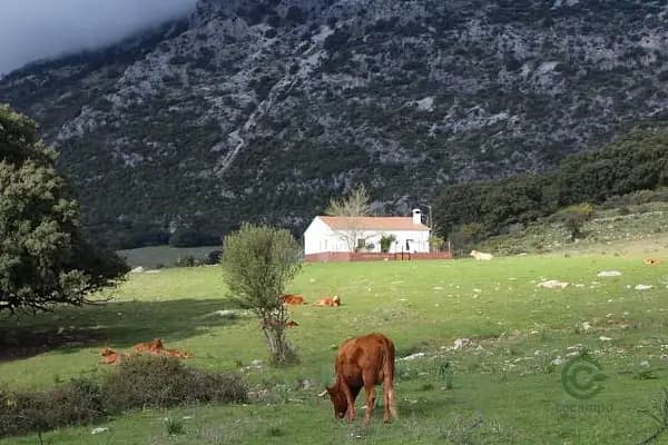 Finca rústica de 17 ha en venta en Málaga