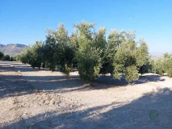 Finca agrícola de 2,3 ha en venta en Quesada, Jaen