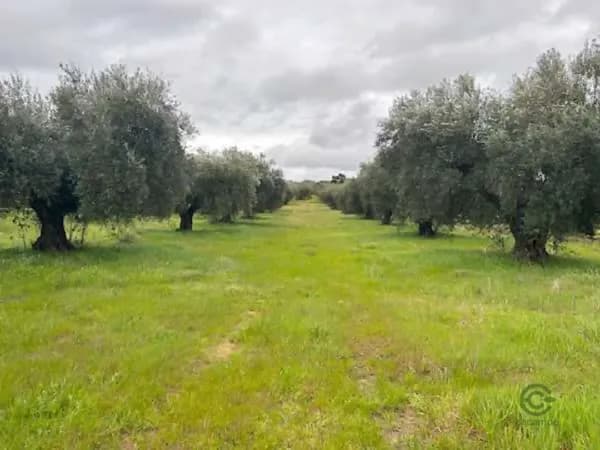 Finca agrícola de 24 ha en venta en Cáceres