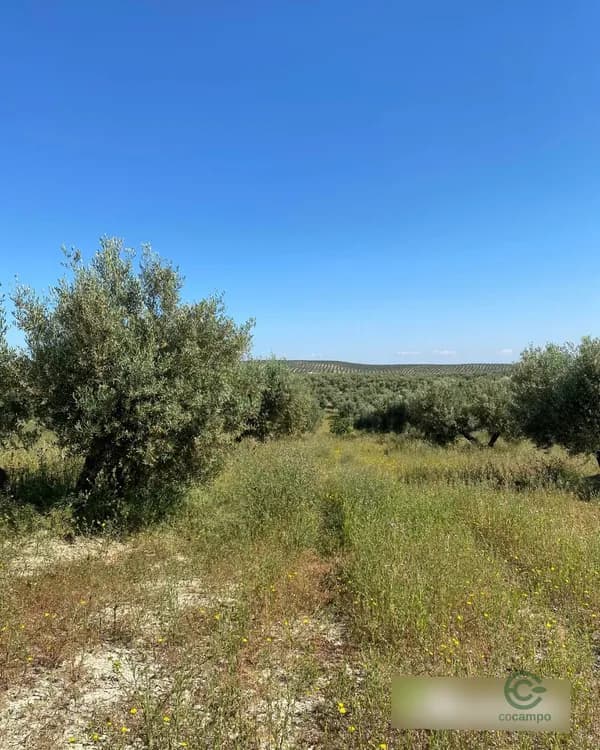 Finca agrícola de 1,575 ha en venta en Jaén