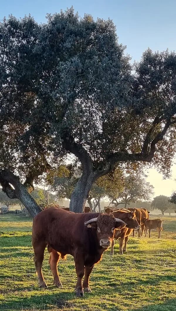 Rustic property of 550 ha for sale in Zamora