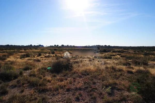 Finca agrícola de 2,943 ha en venta en Elche, Alicante