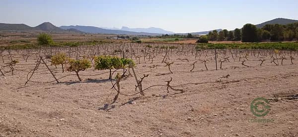 Finca rústica de 1 ha en venta en Pinoso, Alicante