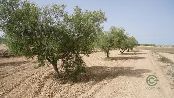 Finca agrícola de 6,02 ha en venta en Cañada del trigo, Murcia