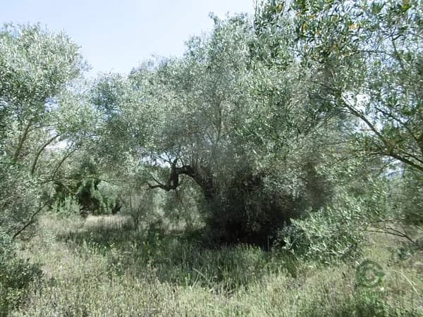 Finca agrícola de 4,4603 ha en venta en Vall d'alba, Castellon