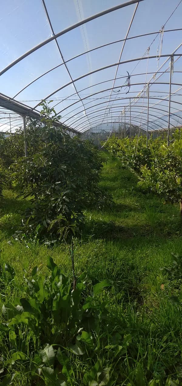 Finca agrícola de 2 ha en venta en Granada