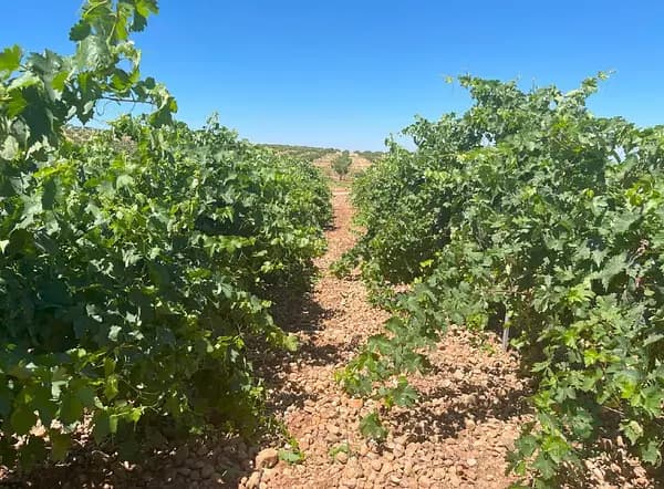 Finca agrícola de 146 ha en venta en Ciudad real