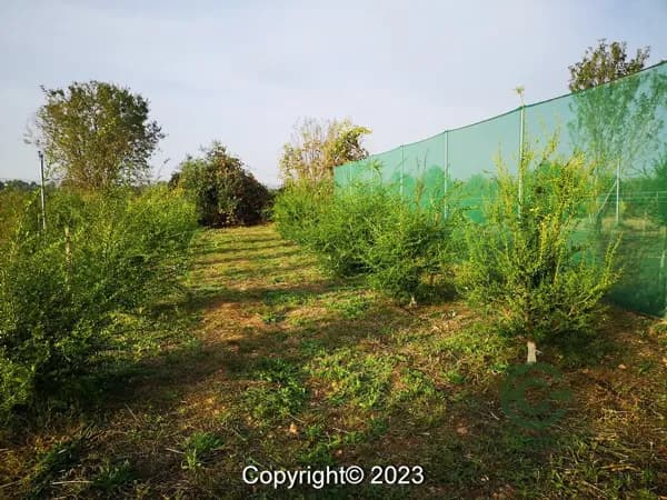 Finca agrícola de 1 ha en venta en Valencia