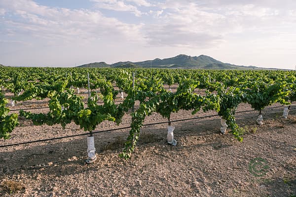 Finca agrícola de 205 ha en venta en Albacete