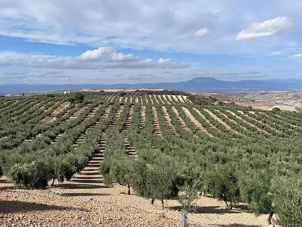 Finca agrícola de 120 ha en venta en Granada