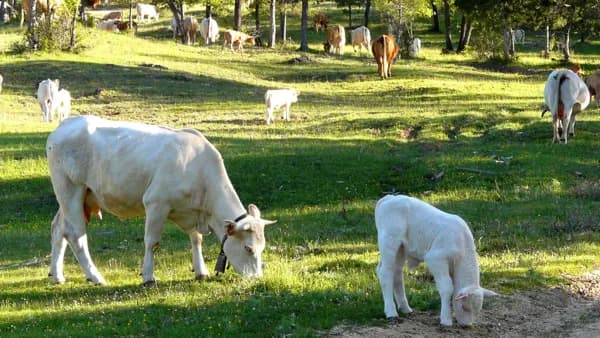 Finca rústica de 600 ha en venta en Cuenca