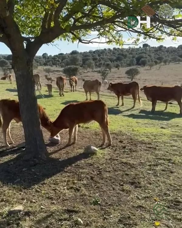 Finca rústica de 88 ha en venta en Cáceres
