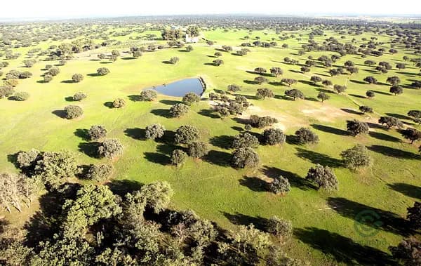 Finca rústica de 568 ha en venta en Cáceres