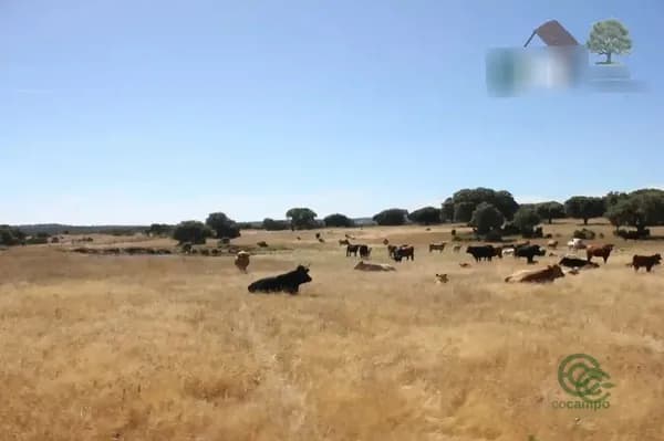 Finca rústica de 300 ha en venta en Salamanca