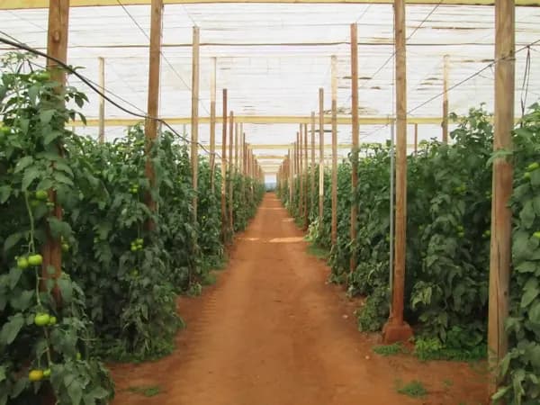 Finca agrícola de 13 ha en venta en Sorbas, Almeria