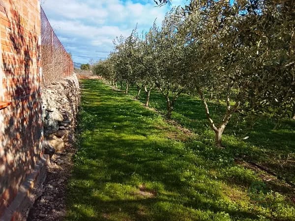 Finca agrícola de 0,2643 ha en venta en Mora d'ebre, Tarragona