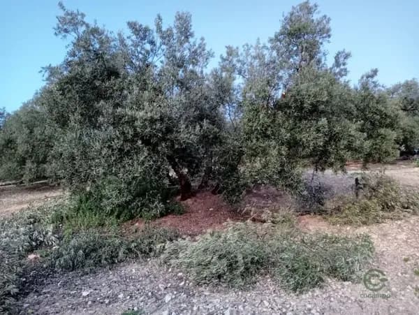 Finca agrícola de 6,2 ha en venta en Archidona, Malaga