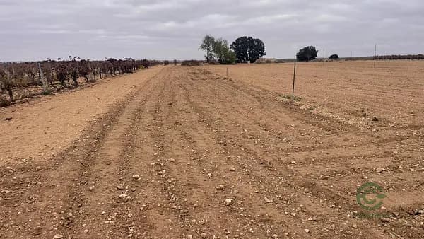 Finca agrícola de 2,9259 ha en venta en Mahora, Albacete