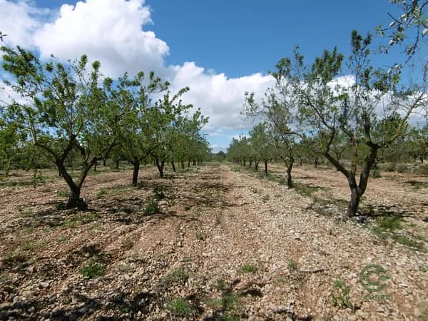 Finca agrícola de 0,49 ha en venta en Benlloch, Castellon